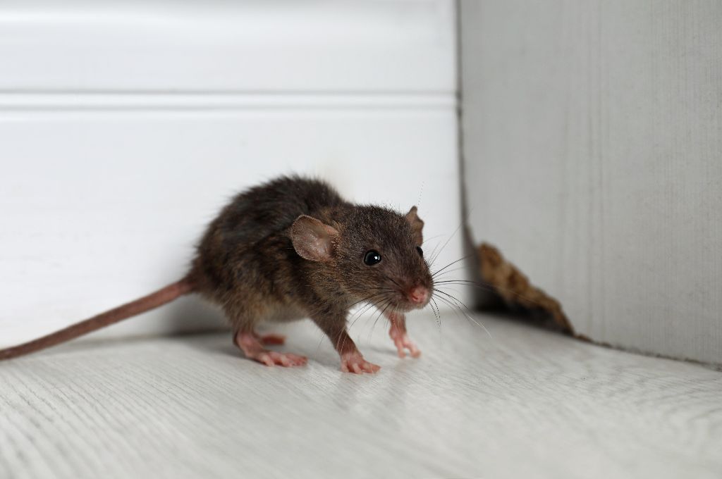 Derattizzazione, disinfestazione ratti e topi